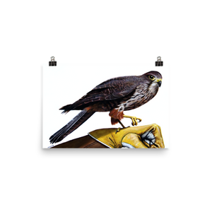 Captain Falcon Falcon (without hat) - Matte Poster Print