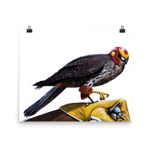 Captain Falcon Falcon - Matte Poster Print