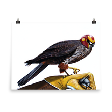 Captain Falcon Falcon - Matte Poster Print